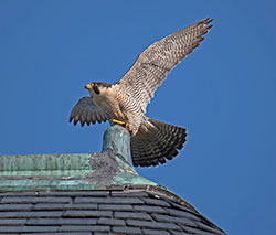 Peregrine falcon