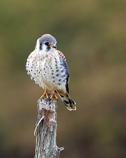 falcon at nest box