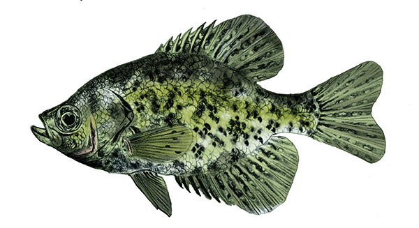 Black Crappie