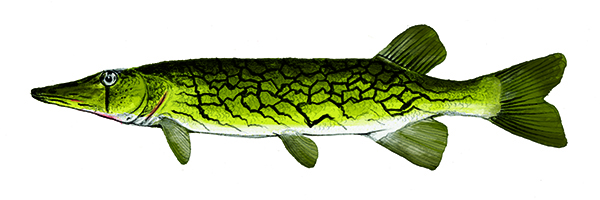 Chain Pickerel
