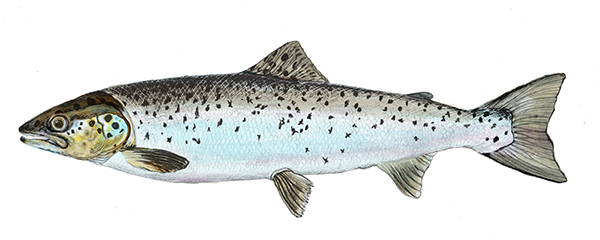 Landlocked Salmon