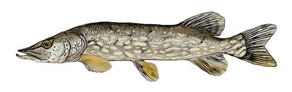 Northern Pike