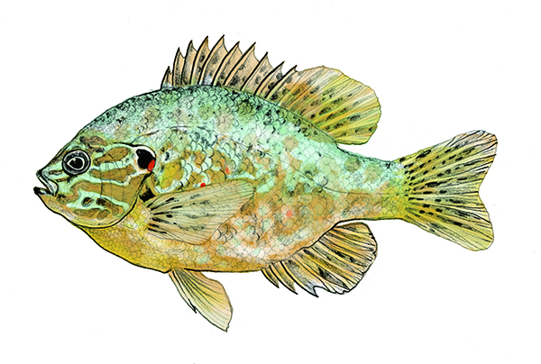 Pumpkinseed Sunfish
